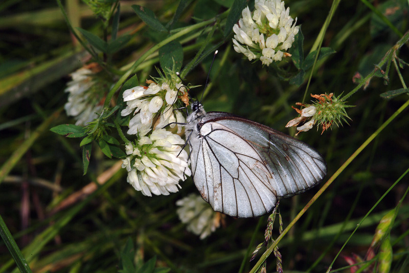 Da determinare 11 - Aporia crataegi